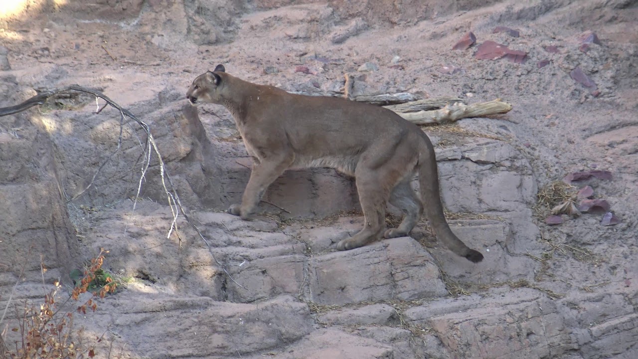 Puma at the ArizonaSonora Desert Museum YouTube