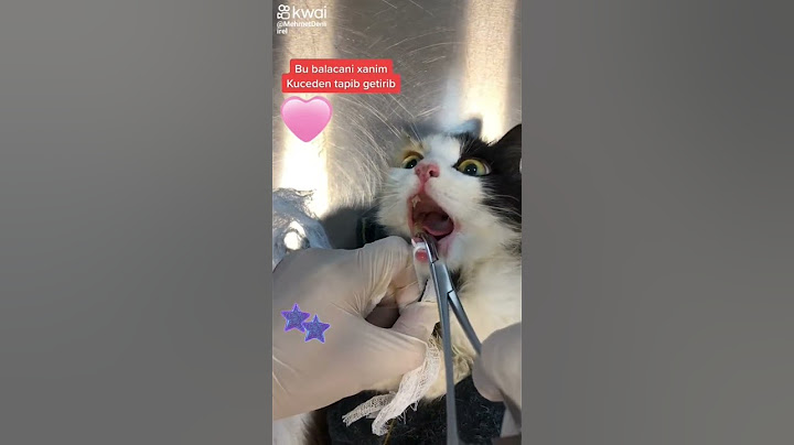 😿 Dişine Kemik Sıkışan Kediye Yardım! 🐾 Hızlı Müdahale! #cat #kediler #kitten #catlover