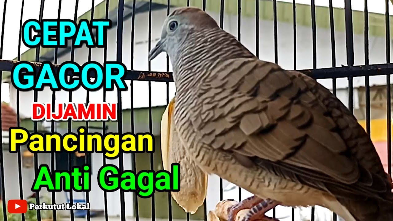 Suara Perkutut Lokal Gacor Paling Ampuh Untuk Pancingan Agar Cepat Bunyi #perkututlokal