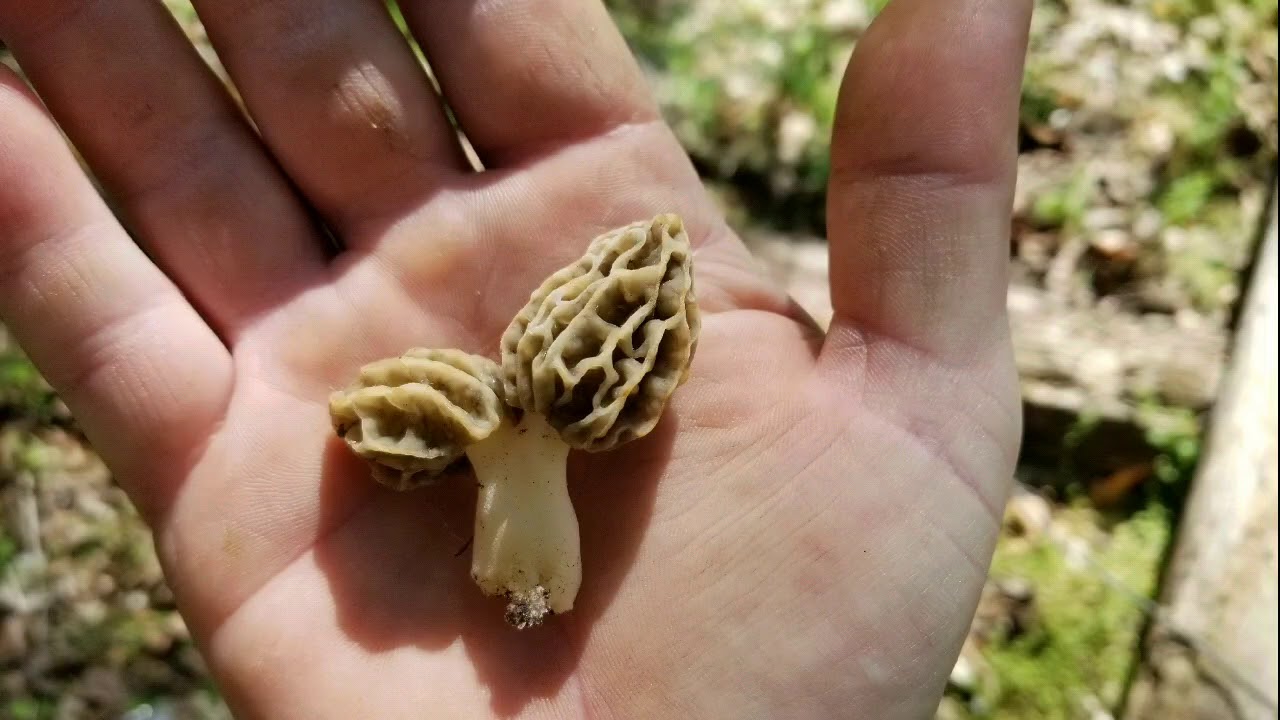 Morel mushrooms 2020