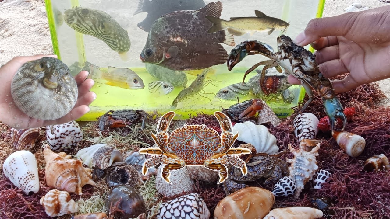 Seek and Find Hermit Crabs, Puffer Fish, Kepiting, Siput Laut, Keong
