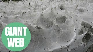 Caterpillars Create Giant Web In DIY Store Car Park