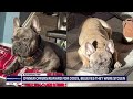 Metro Detroit man believes 4 dogs were stolen