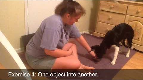 Chaos - Lolabuland Puppy Tricks Class - Lesson #4