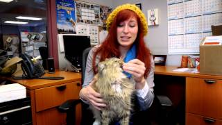 Tip Tuesdays: Spaying or Neutering Your Cat