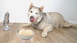 ASMR Husky Reviewing Dog Ice Cream!