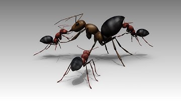 New species of ant explodes to defend colony