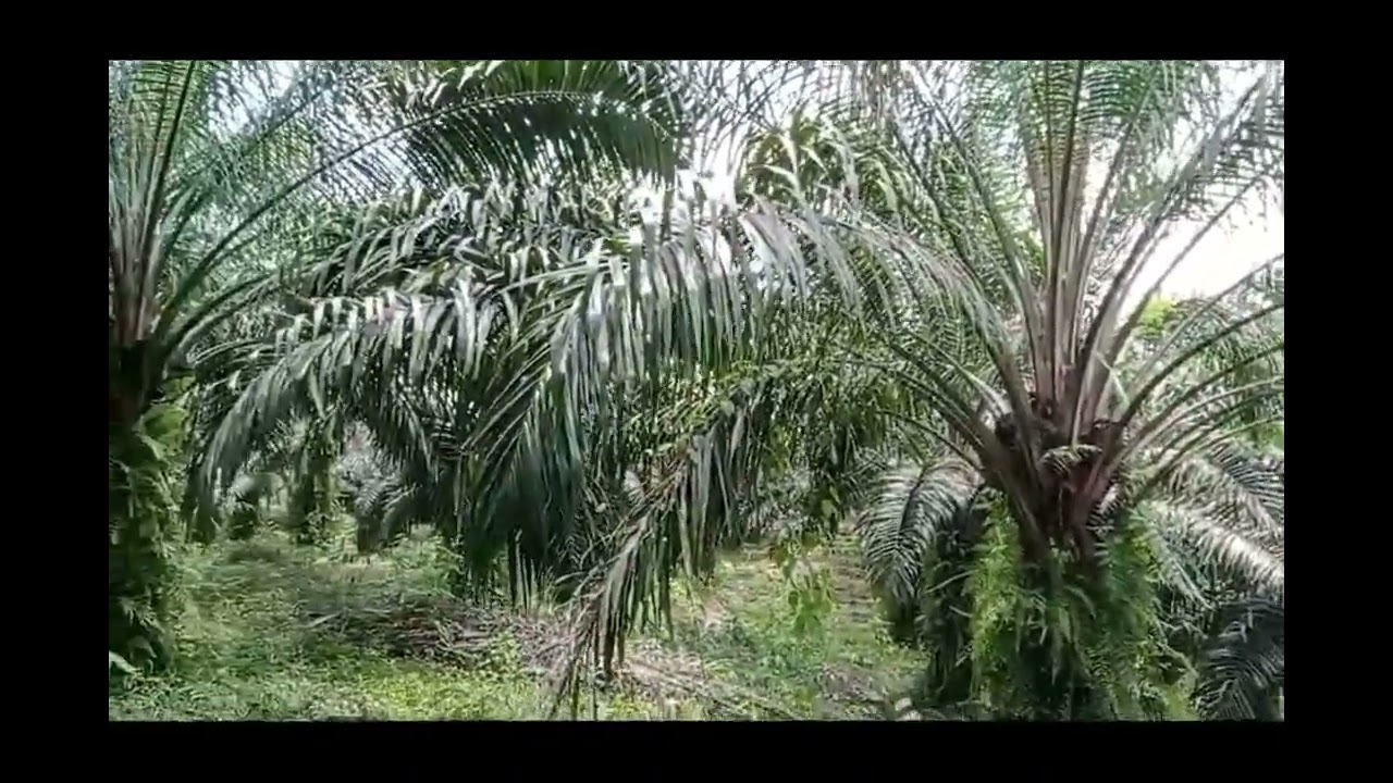 Kebun Sawit Rusak Jadi Bagus dan Produktif Kembali Setelah Dirawat (Saya Kasi Makan, Kamu Kasi Cuan)