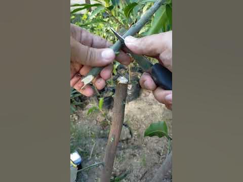 HOW GRAFT MANGO MODIFIED CLEFT GRAFTING - YouTube