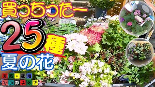 買っちったー!!【夏の花】25種類・34株今シーズン育てる夏の花をド・ドーンとまとめてご紹介します【ガーデニング】花の特徴・育て方・園芸