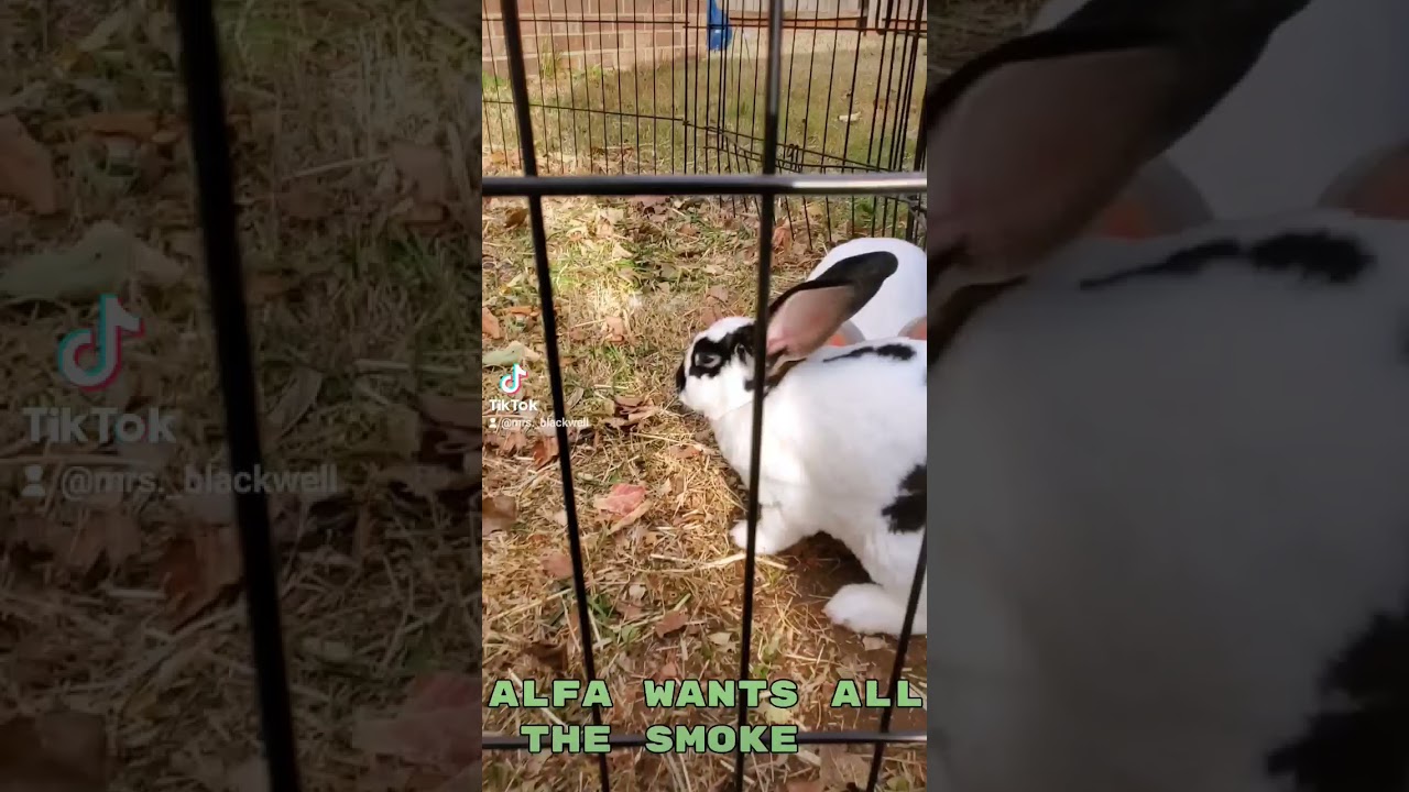 ALFA WANTS ALL THE SMOKE WORLDS CUTEST BUNNY FAMOUS BUNNY CUTE