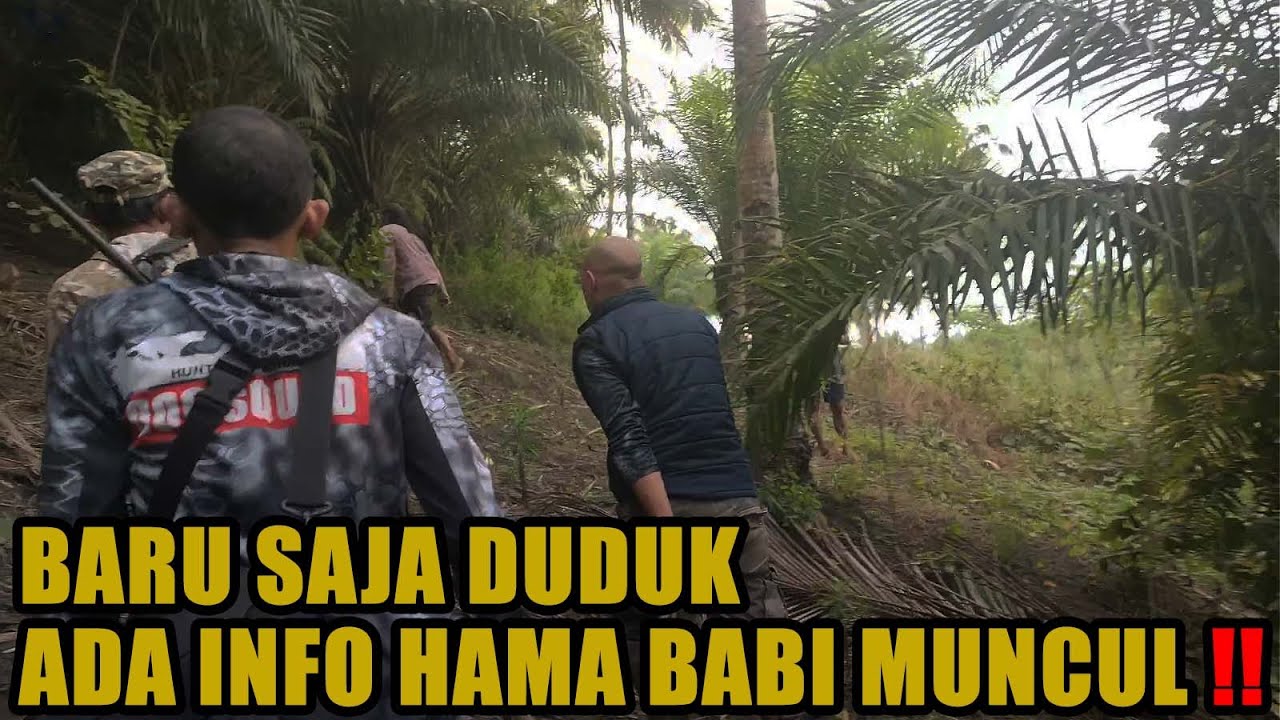 BARU SAJA DUDUK, ADA INFO HAMA BABI MUNCUL!! BERBURU HAMA BABI HUTAN