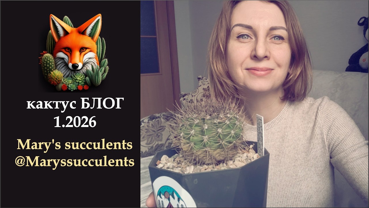 Кактус блог 1_2026