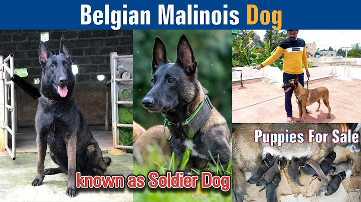 Belgian malinois for sale colorado springs