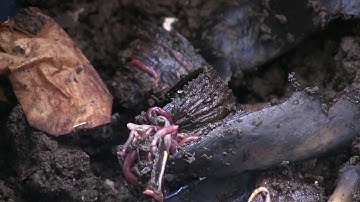 Vermicomposting 101: Build A Bin