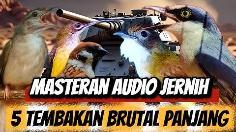 5 masteran tembakan panjang | kapas tembak gereja tarung cucak jenggot jinjing petulak & pijantung