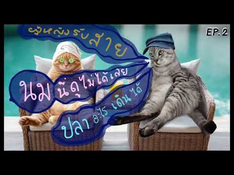 สนทนาพาเครียด EP.2  #แมว talk #สนทนาพาเครียด #มุขตลก