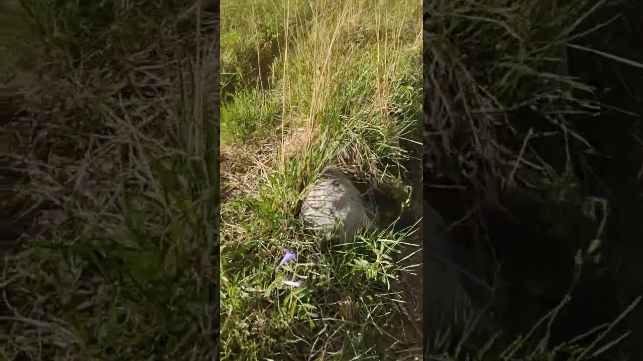 Peaceful walk in an iranian village