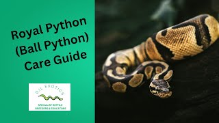 Royal Python (Ball Python) Care Guide 2025 🐍 | Beginner Snake Care, Feeding & Enclosure Setup