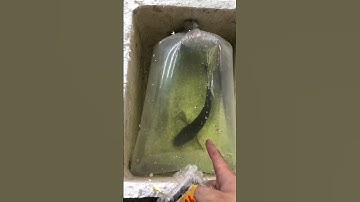 Tiễn em cá lóc về nhà mới #calockieng #channa #fish #channamaru #xuhuong #fish #shorts #channa