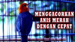 KICAUAN ANIS MERAH  ISIAN MEWAH MUDAH DITIRU DAN MENGGACORKAN ANIS MERAH YANG MALAS