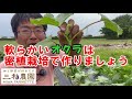 オクラを上手に栽培するポイントは密植です。NO474(2022.6.11)