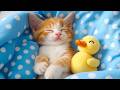 12 Hours Of Cozy Cat Visuals Calming Music For Cats Quiet Comfort For Anxious Cats 