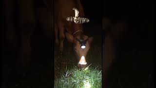 Cow Flashlight