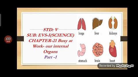 Std-5 EVS-I  Chapter-21 Busy at work- Internal organs