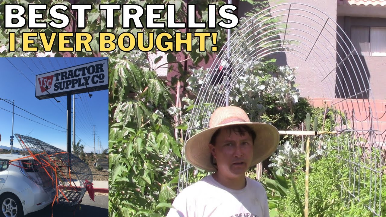 Best Trellis: 16' Cattle Panel Arch Hauled in Compact Car