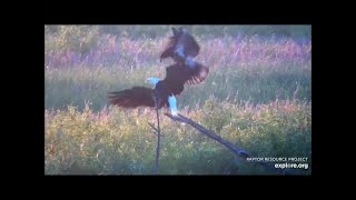MS River Flyway Birds 8\/22\/2021 - Bald Eagle \& Juvenile Bald Eaglet