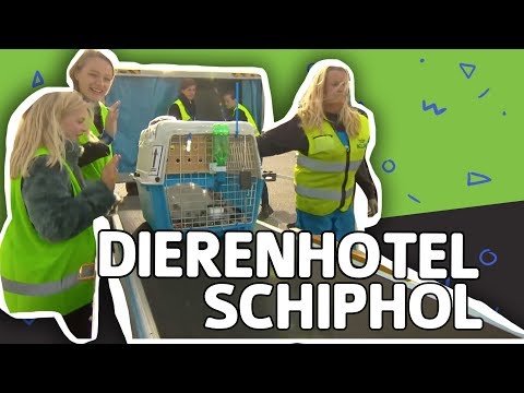 Video: Wanneer honden vliegen