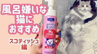 【風呂嫌いな猫の場合】水のいらないシャンプーがおすめ！　スコティッシュ編