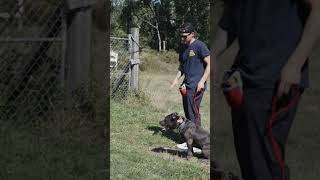 Why Pitbulls get a BAD rep