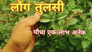 लौंग तुलसी पौधा एक लाभ अनेक / tulsi plant care tips / आध्यात्मिक और आयुर्वेदिक लाभ वाले पौधे #tulsi screenshot 5