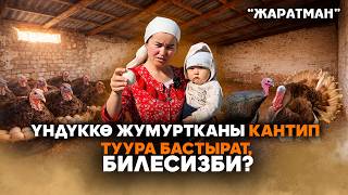 Үндүккө жумуртканы кантип туура бастырат билесизби?