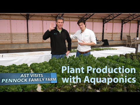 Video: Forskellen Mellem Hydroponics Og Aquaponics