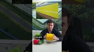 Ловушка Для Насекомых