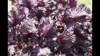 赤紫蘇の育て方（種まき編）How to grow red shiso