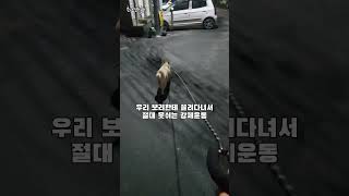 울 보리랑 산책 나갔다가 강제운동하게 된 날