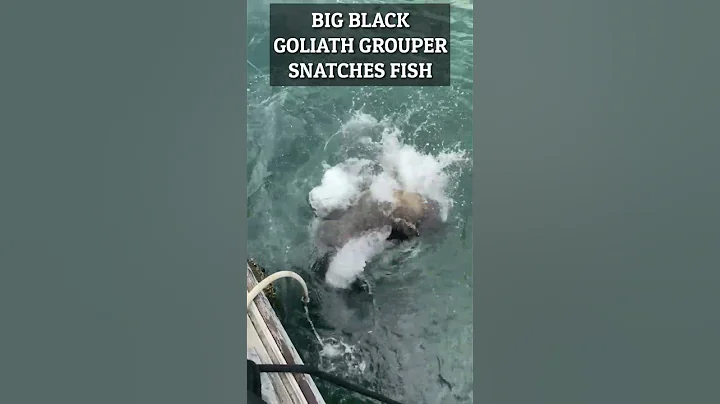 BIG BLACK GOLIATH GROUPER SNATCHES FISH #catchemallfishing #shorts