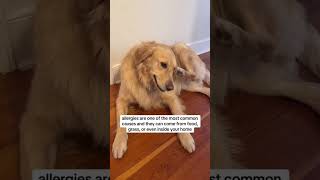 things to know about your dog #dogs #puppy #doglife #BetterWild #fyp #cutedogs #funnydogs #ad