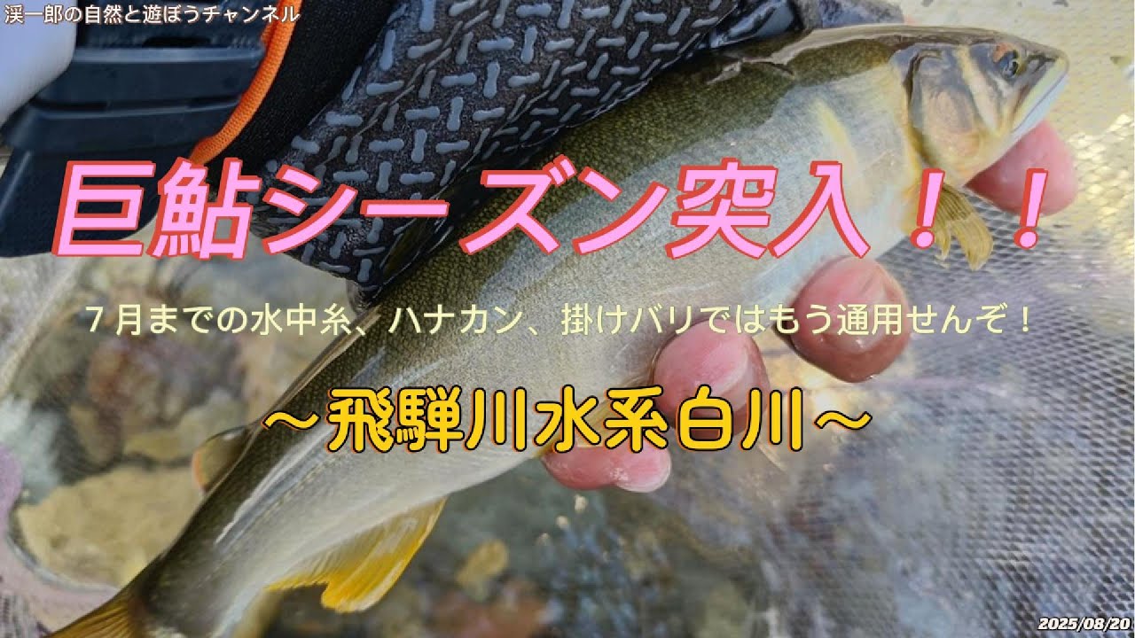 巨鮎シーズン突入in白川 - YouTube