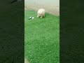 DEKHU MEIN TUJHE JAISE CHAND LAGTA HAI #trending #cutenessoverlod #beautiful #cham#viral.