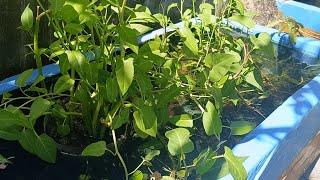 Guppies and Mollies | mini backyard fish farm