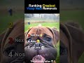 Ranking Craziest Wasp Nest Removals #funny #funnyshorts #memes #ranking
