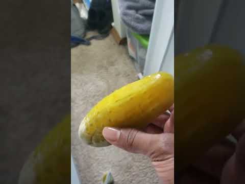 Giant pickle review