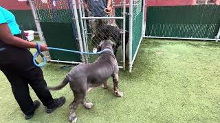 Fence meet | Lulu 259563 and Galactus 260282 |