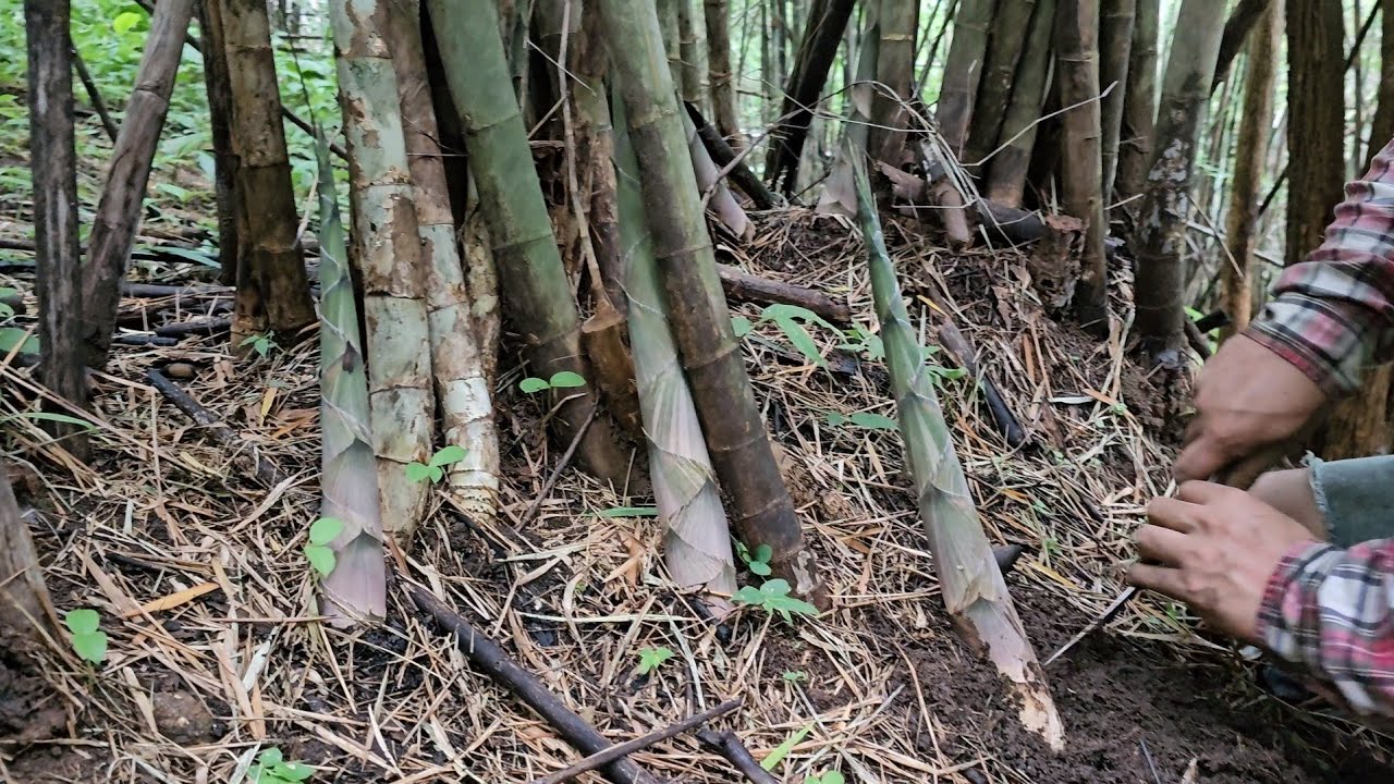 EP554เยอะจนอึ้ง หน่อสวยๆทั้งนั้น หน่อไผ่รวก พาสาวเข้าป่า