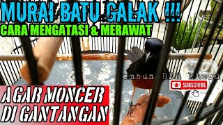 CARA MENGATASI MURAI BATU GALAK & PERAWATAN AGAR MONCER DIGANTANGAN